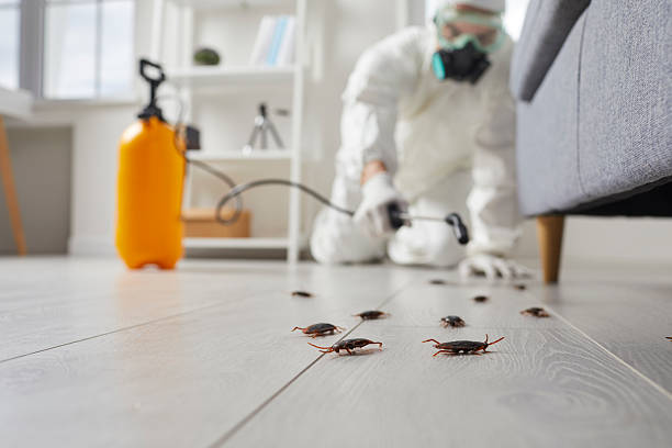 Commercial Kitchen Cockroach Control in Erie